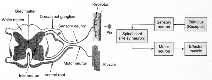 Control and Coordination Class 10 Notes Science Chapter 7 1