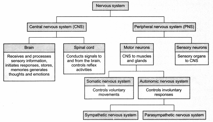 Control and Coordination Class 10 Notes Science Chapter 7 2