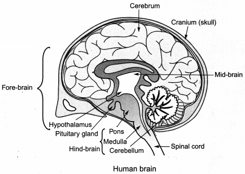 Control and Coordination Class 10 Notes Science Chapter 7 3