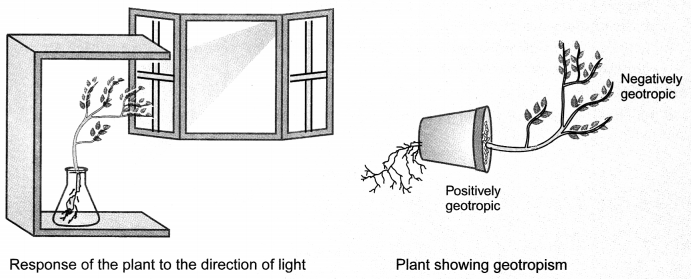 Control and Coordination Class 10 Notes Science Chapter 7 4