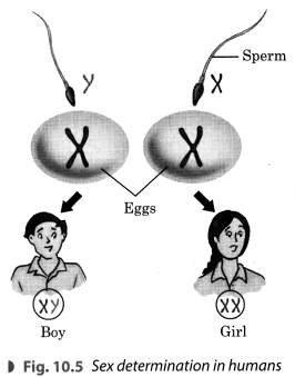 Force and Pressure Class 8 Extra Questions and Answers Science Chapter 11