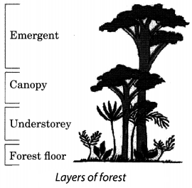 Forests Our Lifeline Class 7 Notes Science Chapter 17