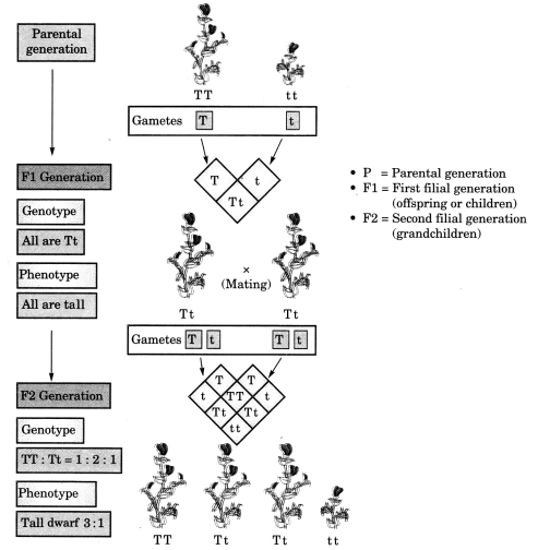 Heredity and Evolution Class 10 Extra Questions with Answers Science Chapter 9, 3