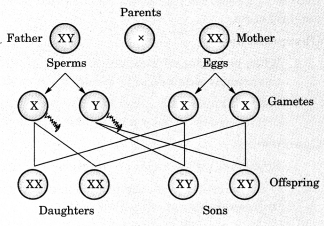 Heredity and Evolution Class 10 Notes Science Chapter 9 4