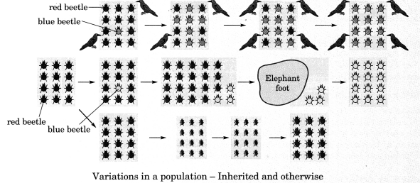 Heredity and Evolution Class 10 Notes Science Chapter 9 5