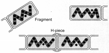 How do Organisms Reproduce Class 10 Notes Science Chapter 8 1