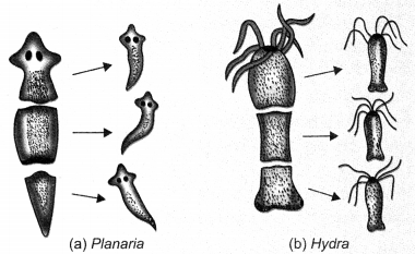 How do Organisms Reproduce Class 10 Notes Science Chapter 8 2