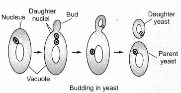 How do Organisms Reproduce Class 10 Notes Science Chapter 8 3