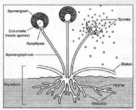 How do Organisms Reproduce Class 10 Notes Science Chapter 8 4