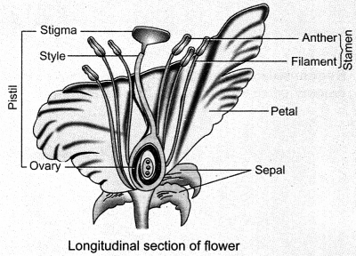 How do Organisms Reproduce Class 10 Notes Science Chapter 8 5