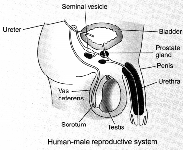 How do Organisms Reproduce Class 10 Notes Science Chapter 8 7