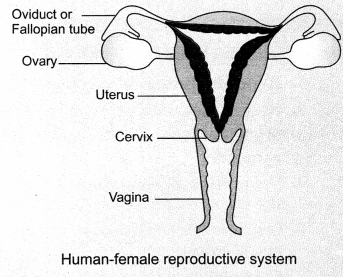 How do Organisms Reproduce Class 10 Notes Science Chapter 8 8