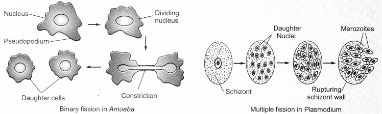 How do Organisms Reproduce Class 10 Notes Science Chapter 8