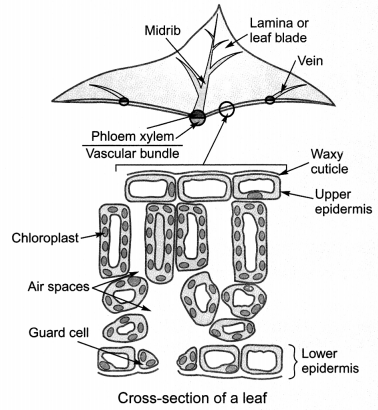 Life Processes Class 10 Notes Science Chapter 6 1