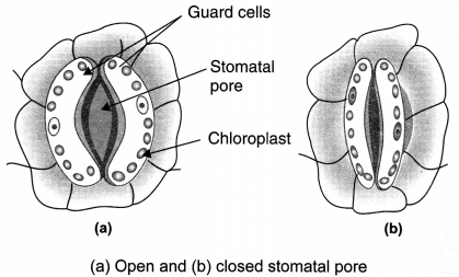 Life Processes Class 10 Notes Science Chapter 6 2