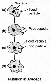 Life Processes Class 10 Notes Science Chapter 6 3