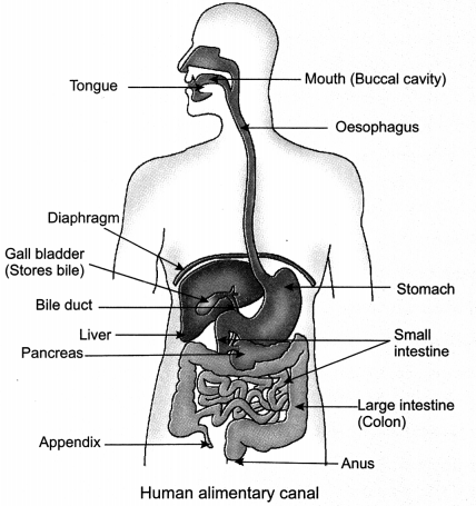 Life Processes Class 10 Notes Science Chapter 6 4