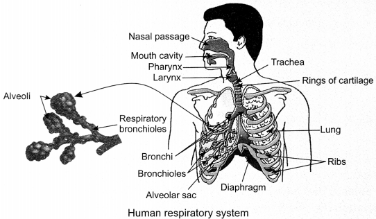 Life Processes Class 10 Notes Science Chapter 6 5