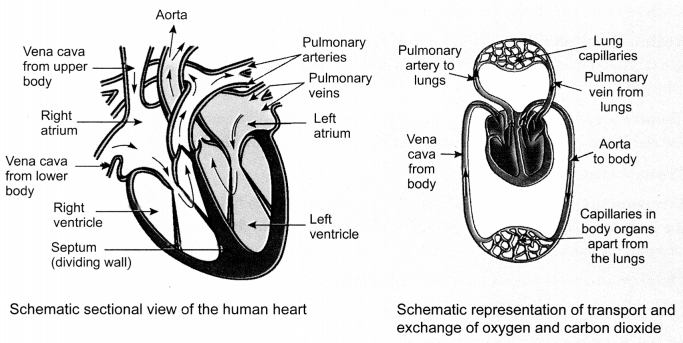 Life Processes Class 10 Notes Science Chapter 6 6