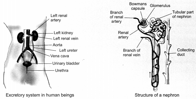 Life Processes Class 10 Notes Science Chapter 6 7