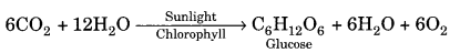 Life Processes Class 10 Notes Science Chapter 6