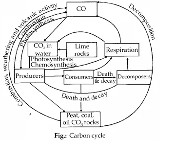 NCERT Solutions for Class 12 Biology Chapter 14 Ecosystem 13.1