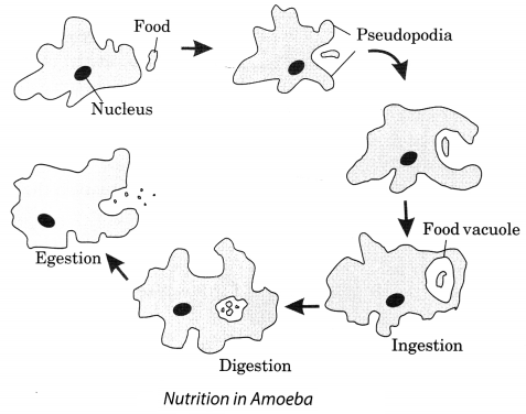 Nutrition in Animals Class 7 Extra Questions and Answers Science Chapter 2 Nutrition in Animals Class 7 Extra Questions and Answers Science Chapter 2