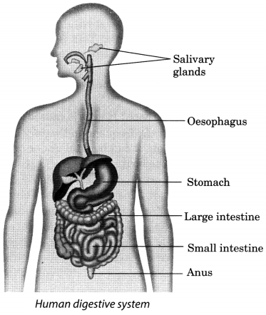 Nutrition in Animals Class 7 Extra Questions and Answers Science Chapter 2 Nutrition in Animals Class 7 Extra Questions and Answers Science Chapter 2