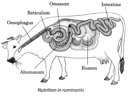 Nutrition in Animals Class 7 Extra Questions and Answers Science Chapter 2 3