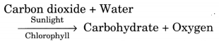 Nutrition in Plants Class 7 Extra Questions with Answers Science Chapter 1, 1