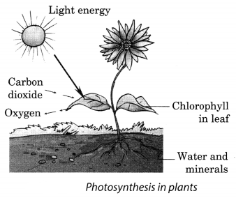 Nutrition in Plants Class 7 Extra Questions with Answers Science Chapter 1, 2