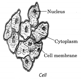 Nutrition in Plants Class 7 Extra Questions with Answers Science Chapter 1, 3