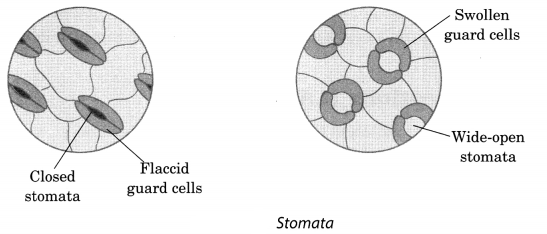 Nutrition in Plants Class 7 Extra Questions with Answers Science Chapter 1, 4