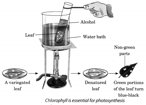 Nutrition in Plants Class 7 Extra Questions with Answers Science Chapter 1, 5