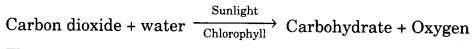 Nutrition in Plants Class 7 Notes Science Chapter 1