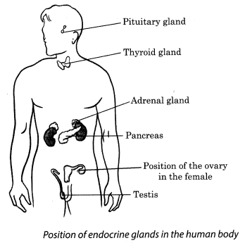 Reaching the Age of Adolescence Class 8 Notes Science Chapter 10 1