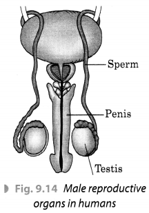 Reproduction in Animals Class 8 Extra Questions and Answers Science Chapter 9.1