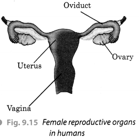 Reproduction in Animals Class 8 Extra Questions and Answers Science Chapter 9 Reproduction in Animals Class 8 Extra Questions and Answers Science Chapter 9