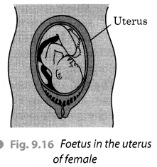 Reproduction in Animals Class 8 Extra Questions and Answers Science Chapter 9 Reproduction in Animals Class 8 Extra Questions and Answers Science Chapter 9