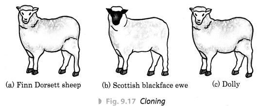 Reproduction in Animals Class 8 Extra Questions and Answers Science Chapter 9 Reproduction in Animals Class 8 Extra Questions and Answers Science Chapter 9