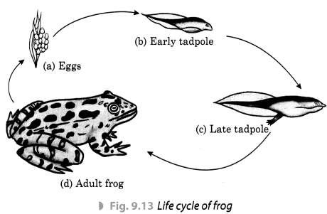 Reproduction in Animals Class 8 Extra Questions and Answers Science Chapter 9