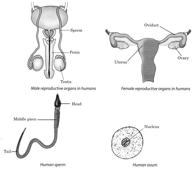 Reproduction in Animals Class 8 Notes Science Chapter 9 1