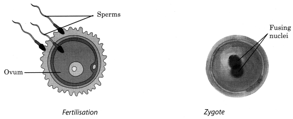 Reproduction in Animals Class 8 Notes Science Chapter 9 2