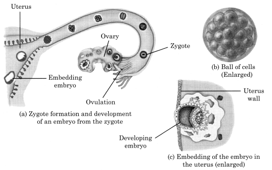 Reproduction in Animals Class 8 Notes Science Chapter 9 3