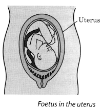 Reproduction in Animals Class 8 Notes Science Chapter 9 Reproduction in Animals Class 8 Notes Science Chapter 9