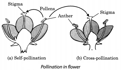 Reproduction in Plants Class 7 Extra Questions and Answers Science Chapter 12 1