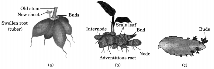 Reproduction in Plants Class 7 Extra Questions and Answers Science Chapter 12 2