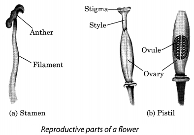 Reproduction in Plants Class 7 Extra Questions and Answers Science Chapter 12 3