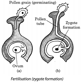 Reproduction in Plants Class 7 Extra Questions and Answers Science Chapter 12 4