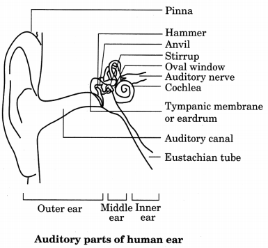 Sound Class 9 Notes Science Chapter 12 9